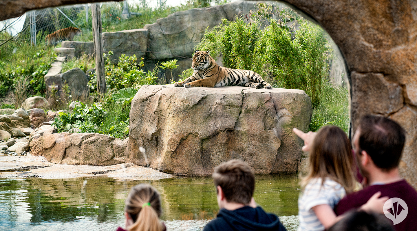 chester zoo toys