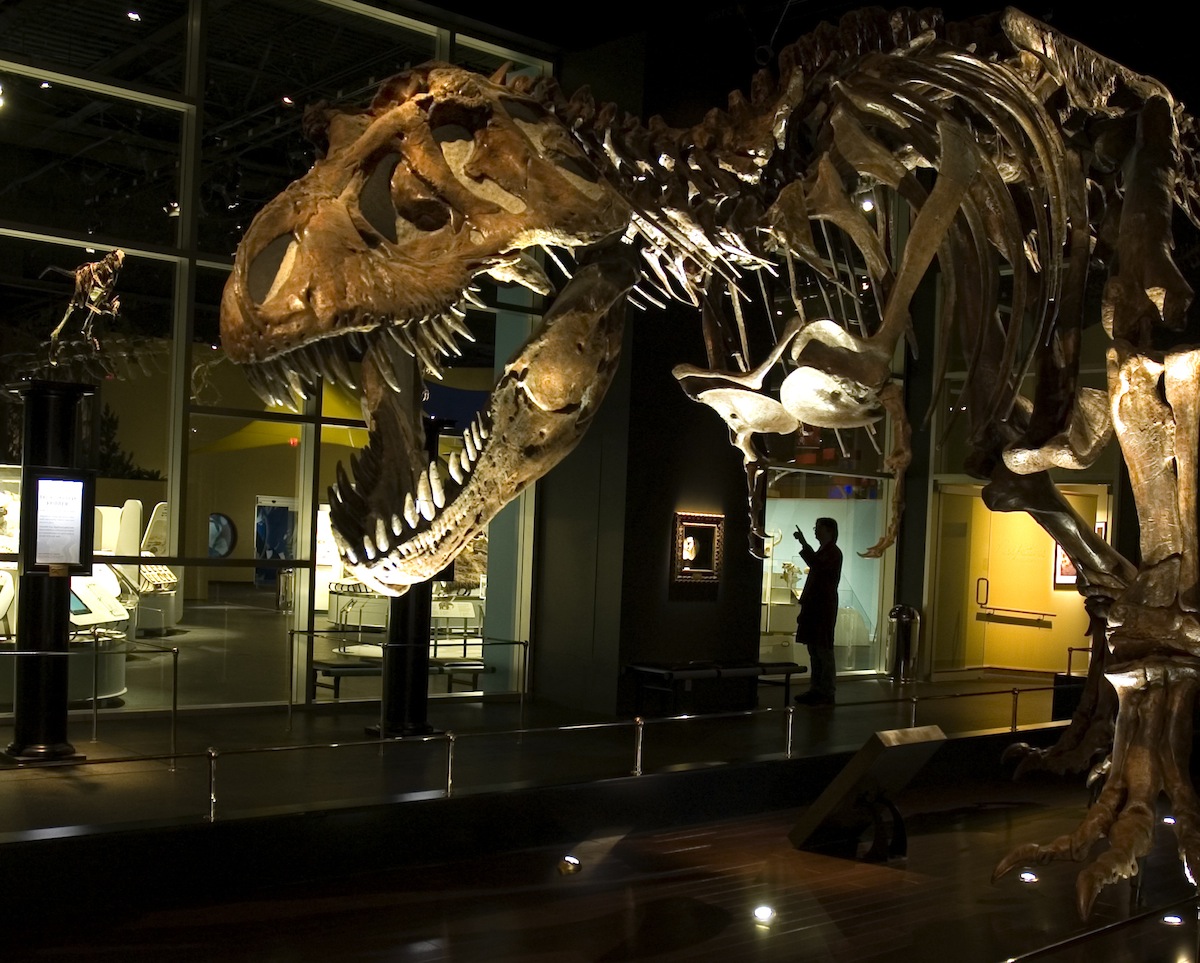 the royal tyrrell museum virtual tour