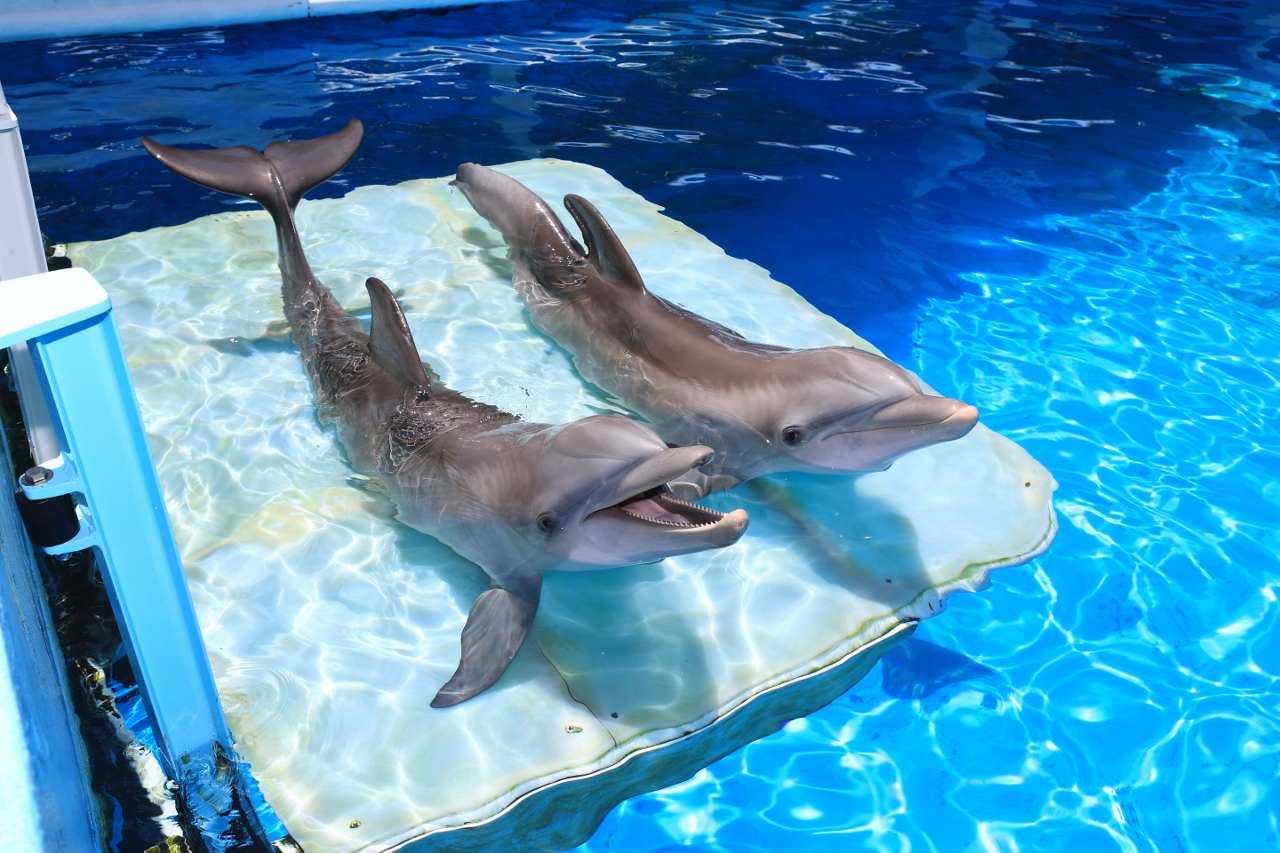 clearwater marine aquarium dolphins
