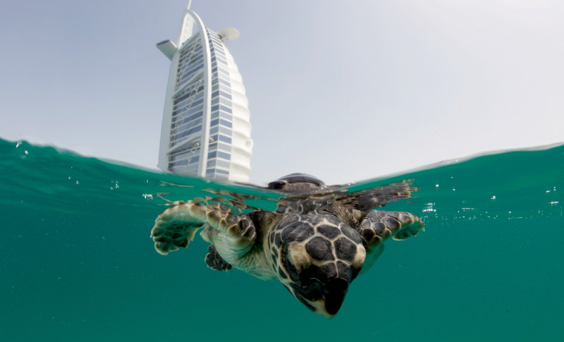 The Burj Al Arab S Aquarium Curator Warren Baverstock On