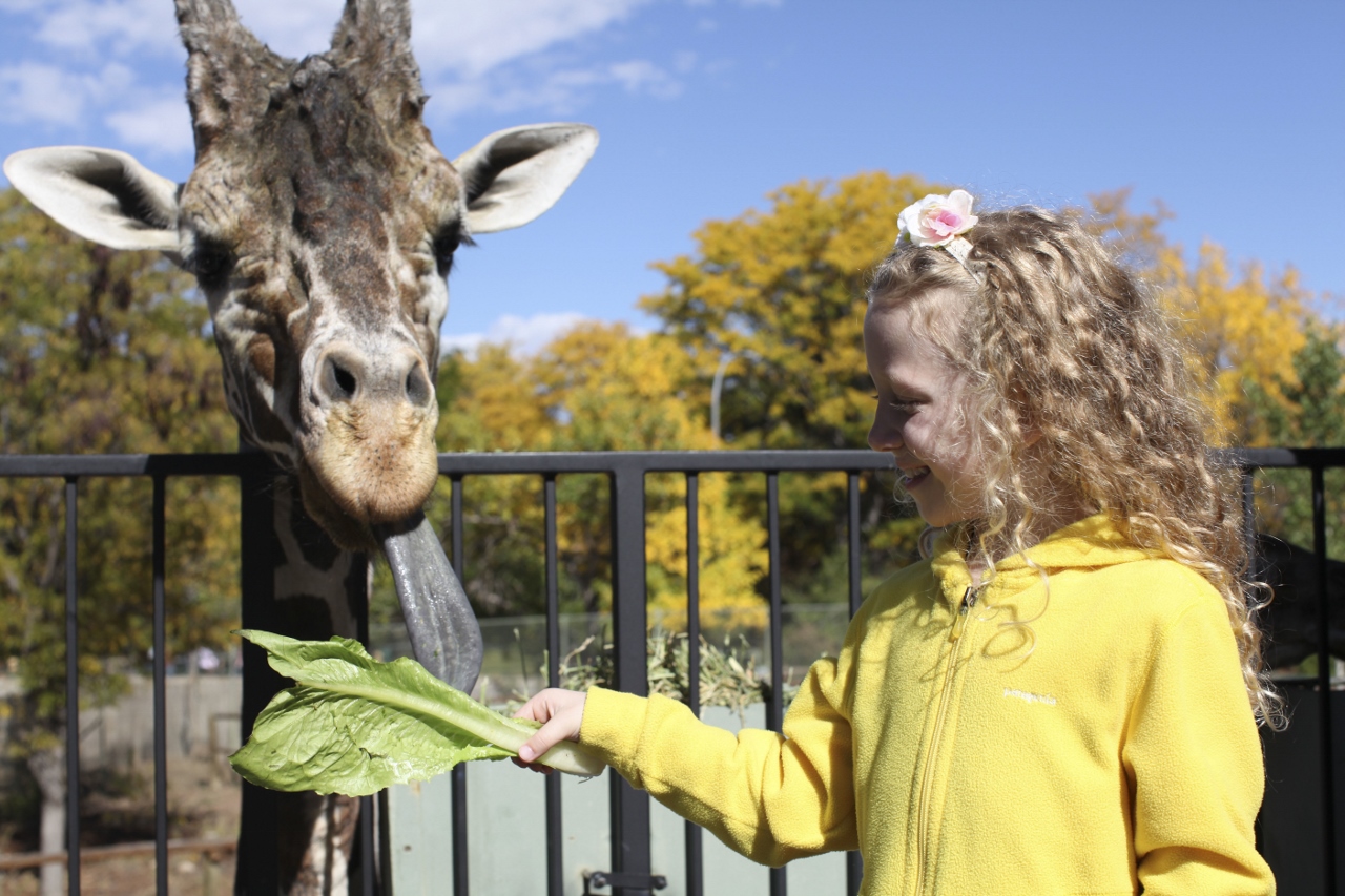 Denver Zoo Celebrates 2 Million Visitors in 2015 Blooloop