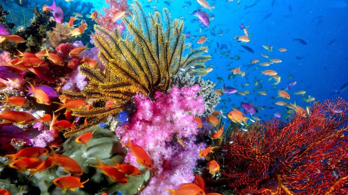 coral reef palawan Coral World Park Undersea Resorts -2