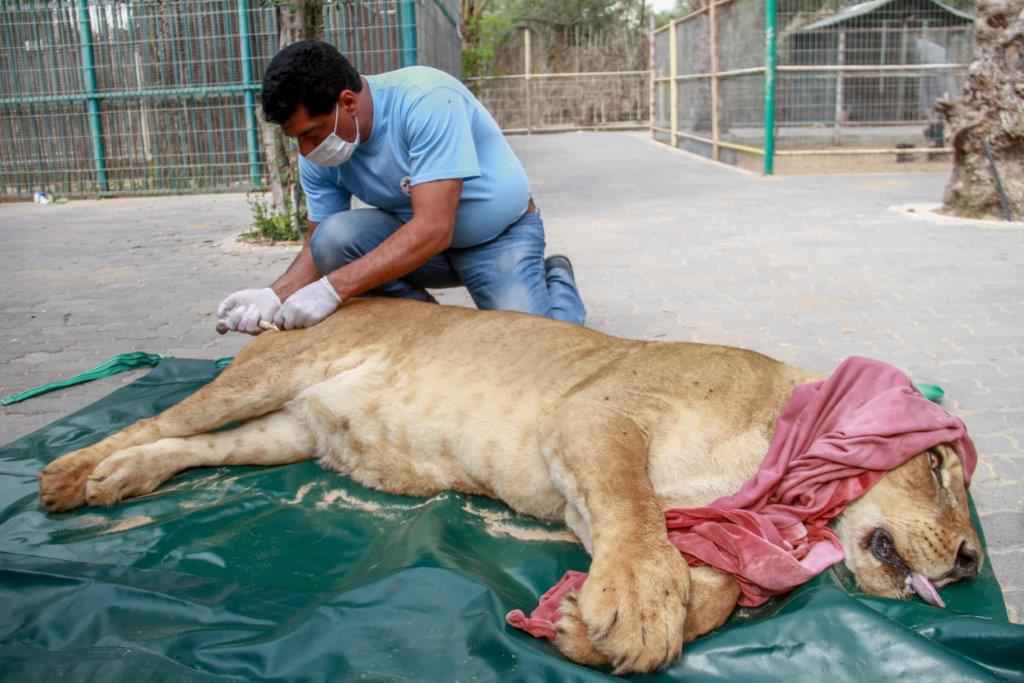 Four Paws Helps Stricken Animals In Ruins Of Mosul Zoo Blooloop