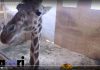 April the Giraffe: Animal Adventure Park on Going Viral and Navigating a Media Storm april the giraffe animal adventure park