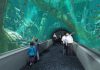 Oman’s Palm Mall Aquarium set to be the biggest in the Middle-East Asian-Freshwater-Oman