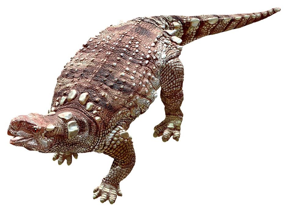 Kunbarrasaurus from dinosaur canyon australian age of dinosaurs