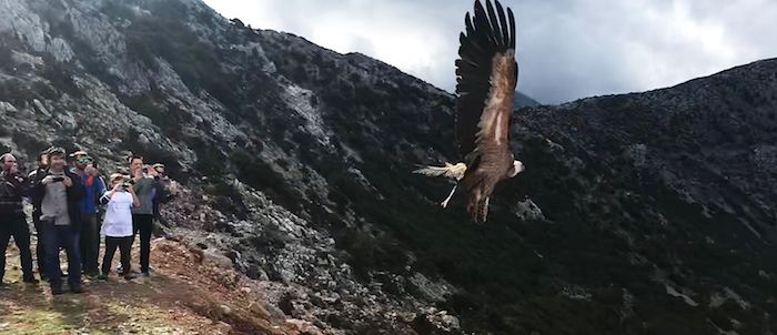 eaza atticapark vulture release