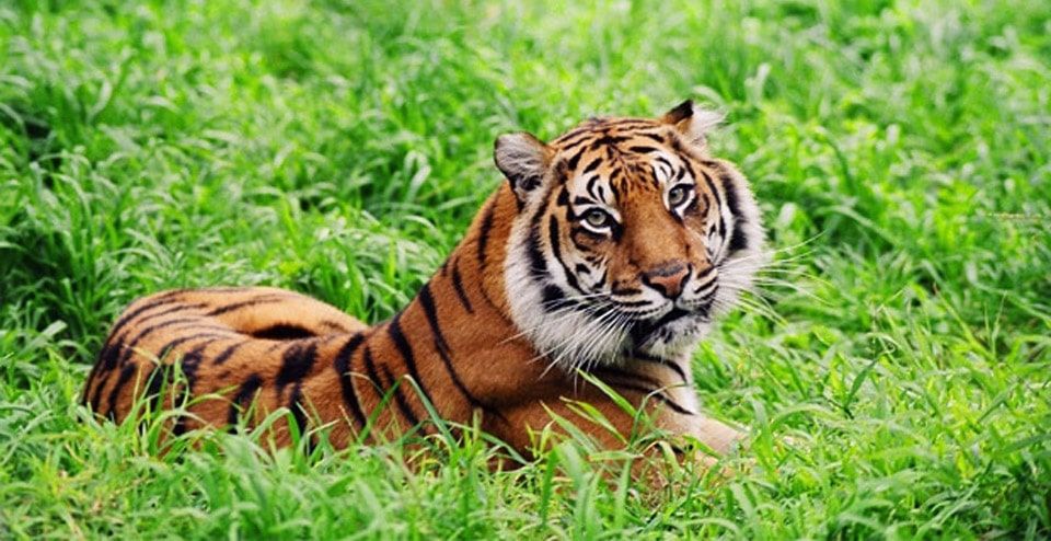 tiger at wellington zoo