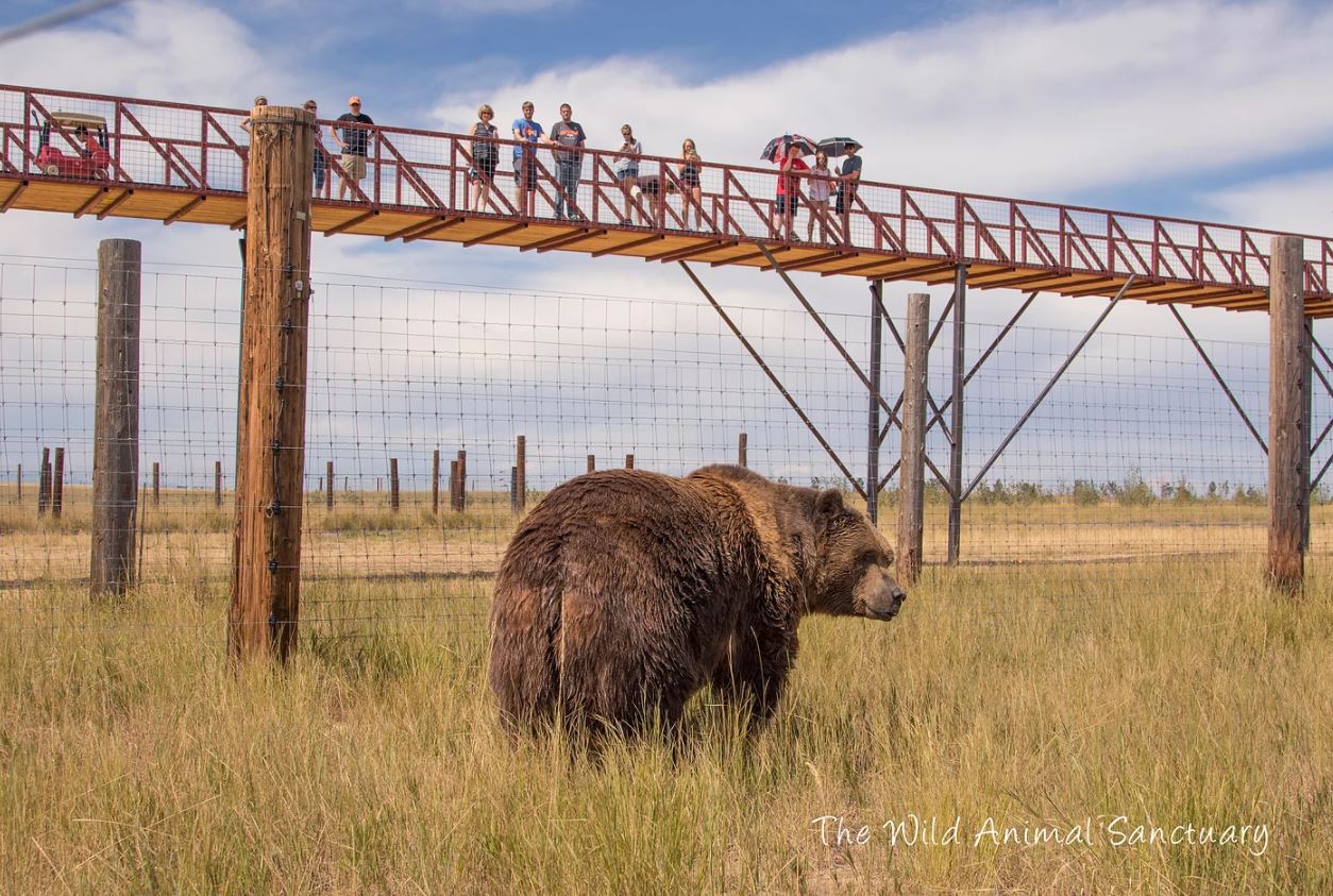 The Wild Animal Sanctuary grows twelve times larger | blooloop