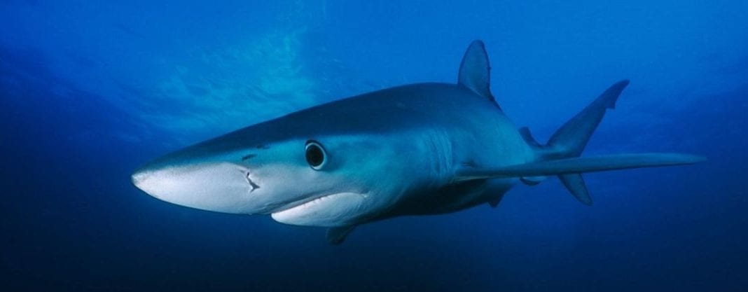 blue shark