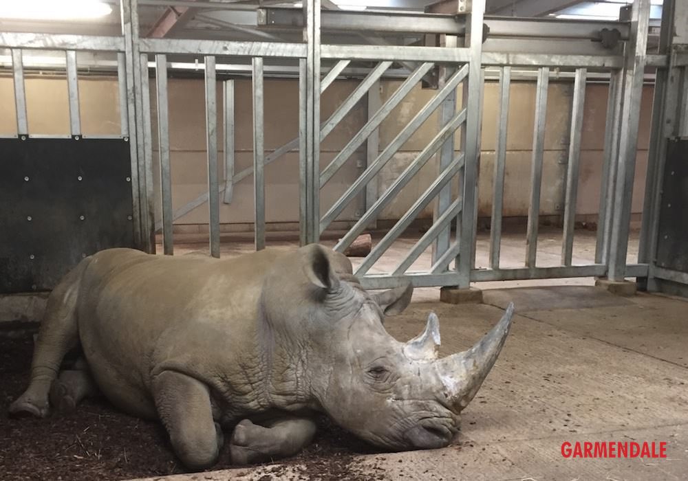Zoo Engineering for the manufacture of a rhino enclosure