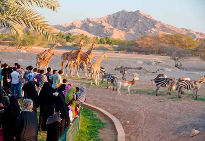 Musanada Starts Building 41m Al Ain Zoo Expansion Projects Blooloop